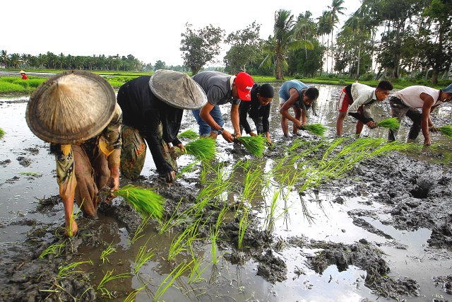 FAO support enables farmers in Maguindanao province to participate in the cropping season